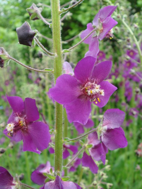 Verbascum phoeniceum 'Violetta' fleur